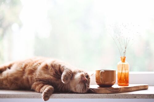 cat